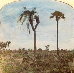 Capitão Osman atirando de uma árvore com a ajuda de correias, Índia, anos 1900