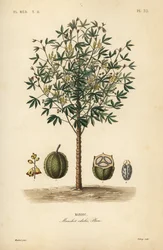 Mandioca, yuca ou planta de mandioca, Manihot esculenta, Manihot edulis, Manioc