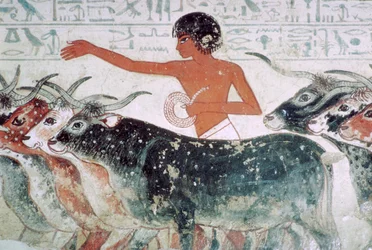 Gado trazido para inspeção: pintura da parede do túmulo de Nebamun no 5, Egito, c1350 aC