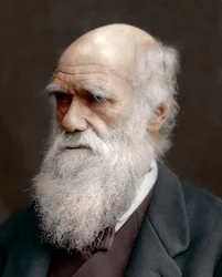 Charles Darwin, naturalista britânico, 1878