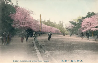 Flores de cerejeira no parque Uyeno em Tóquio, c1910