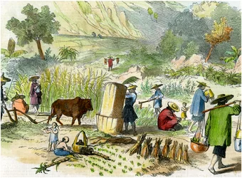 Colheita chinesa, Hong Kong, c1875
