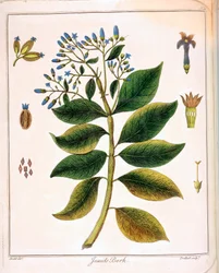 Jesuítas de Cinchona ou Casca Peruana 1795