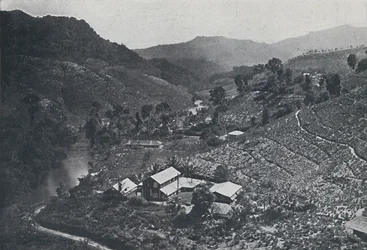 Plantação de chá do Sri Lanka, 1924
