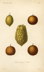 Citrinos, frutas do gênero cítrico