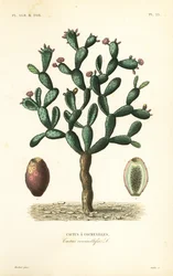 Cacto de Cochonilha, Nopalea cochenillifera, Opuntia cochenillifera, Cactus cochenillifer, Cactus coccinellifer, Cactus a cochenilles