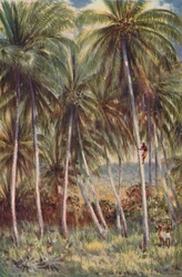 Coco-Nut Palms no norte de Queensland, 1923.