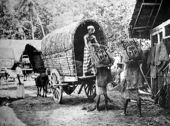 Produção de coco, Índia, século XX
