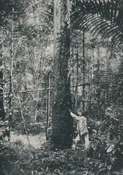 Colecionando Borracha, 1916