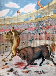 Combate entre um leão e um touro, Espanha, 1894