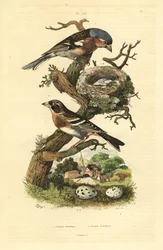 Tentilhão comum, Fringilla coelebs, ninho e ovos, e brambling, Fringilla montifringilla com ovos Pinson commun et pinson d