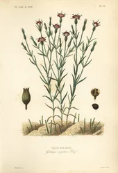 Cizânia-comum, Agrostemma githago, Githago segetum, Nielle des blés, gravura em aço colorida à mão por L