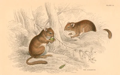Leirão, Muscardinus avellanarius, roedor em hibernação, 1828
