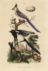 Pega comum, Pica pica, e pega de garganta branca, Calocitta formosa, com ovo