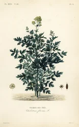 Arruda comum dos prados, Thalictrum flavum, Pigamon des pres