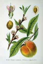 Pêssego comum, 1893