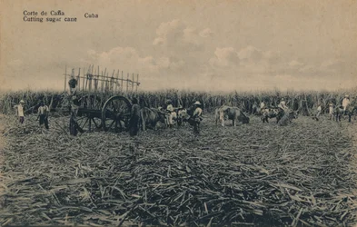 Corte de Cana - Corte de cana - Cuba, c1910