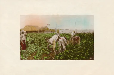 Colheita de tabaco. - Plantação de tabaco., C1910