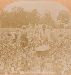 Colheita de algodão., C1900
