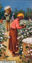 Cotton, 1. - Picking Seed Cotton, W. Indies, 1928
