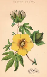 Planta de algodão, século c19