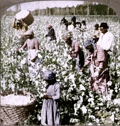 O algodão é o cenário das plantações de rei, com os catadores trabalhando. Geórgia, c1900