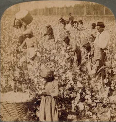 O algodão é o cenário das plantações de rei, com os catadores trabalhando. Geórgia, c1900