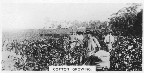 Colheita de algodão, Austrália, 1928