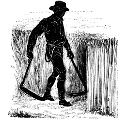 Rotação das culturas: colhendo com uma foice de Hainault, 1855