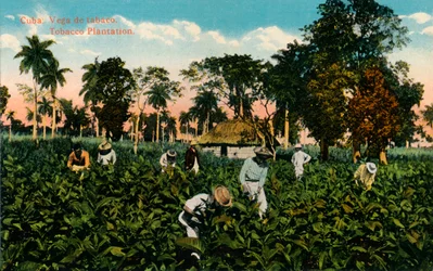 Cuba: Tobacco Vega. Plantação de Tabaco, c1900
