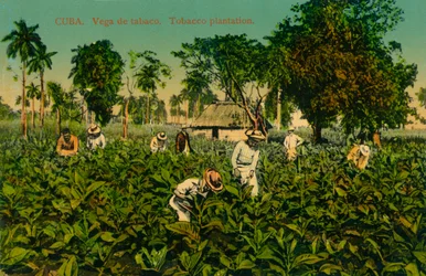 Cuba. Vega de tabaco. Plantação de tabaco, c1920s