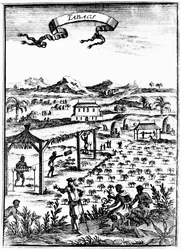 Cultivo e cura do tabaco nas Índias Ocidentais usando trabalho escravo, 1686