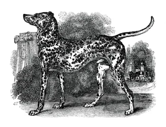 Cão dálmata, 1848
