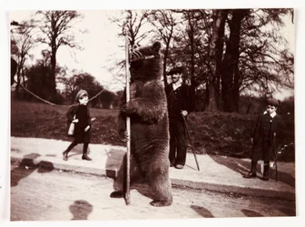 Urso dançarino, c 1905