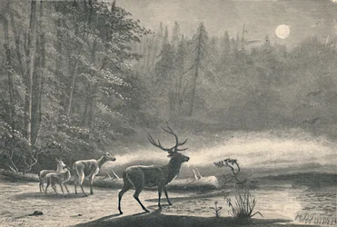 Veado no lago St. Regis, à noite, 1883