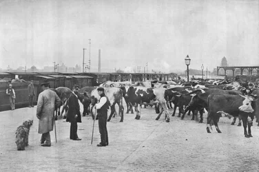 Destruição de gado, depósito LNWR, York Road, Londres, c1903 1903