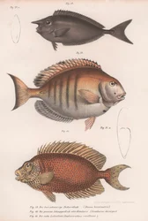 Doctorfish tang, pargo comum, unicornfish de focinho curto