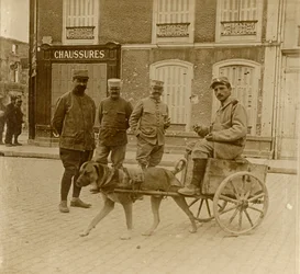 Carrinho de cachorro, França, c1914-c1918