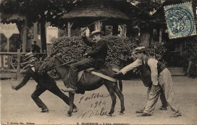 Burro Tetu e Recalcitrante - Cartão Postal datado de 1904