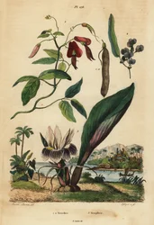 Dusky coral pea, Kennedia rubicunda 1, salsaparrilha falsa, Hardenbergia violacea 2, e blackhorm