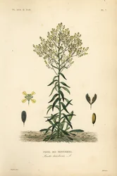 A lã de Dyer, Isatis tinctoria, Pastel des Teinturers