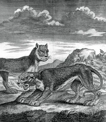 Leopardo das Índias Orientais, 1750