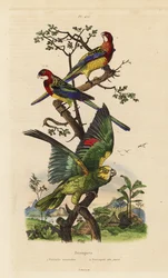 Rosella oriental, exames Platycercus e Amazona, Amazona ochrocephala