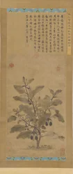 Berinjela, dinastia Ming, 1368-1644.