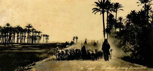 Egito - Pastor dirigindo para casa, c1918-c1939.
