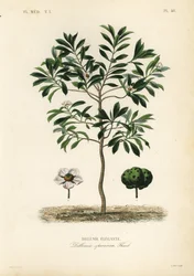 Maçã elefante ou chulta, Dillenia indica, Dillenia speciosa, Dillenie elegante