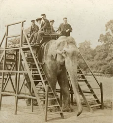 Passeio de elefante