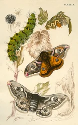 Traças do imperador, século XIX.