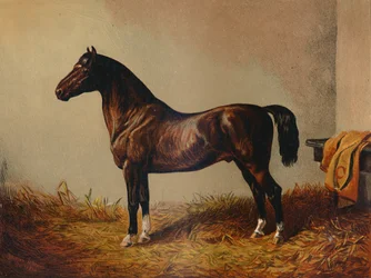 Pony Hack inteiro Don Carlos, c1897.