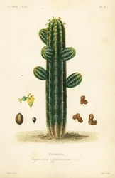 Euphorbia officinarum, Euphorbe